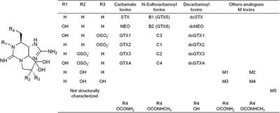 Transformation and Depuration of Paralytic Shellfish Toxins in the Geoduck Clam Panopea globosa From the Northern Gulf of California